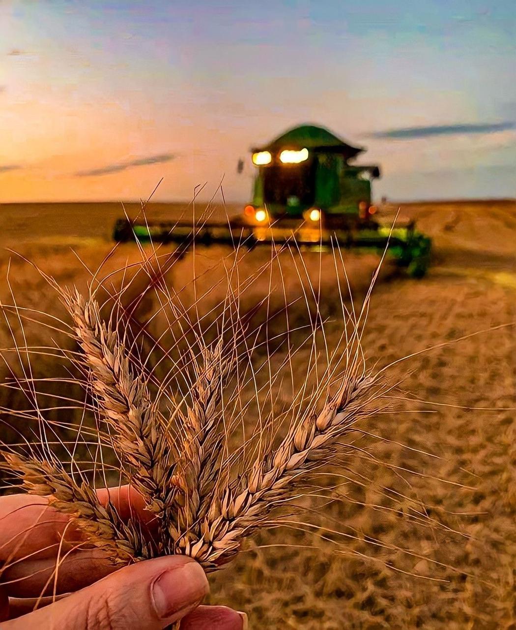 Ukrainian Wheat